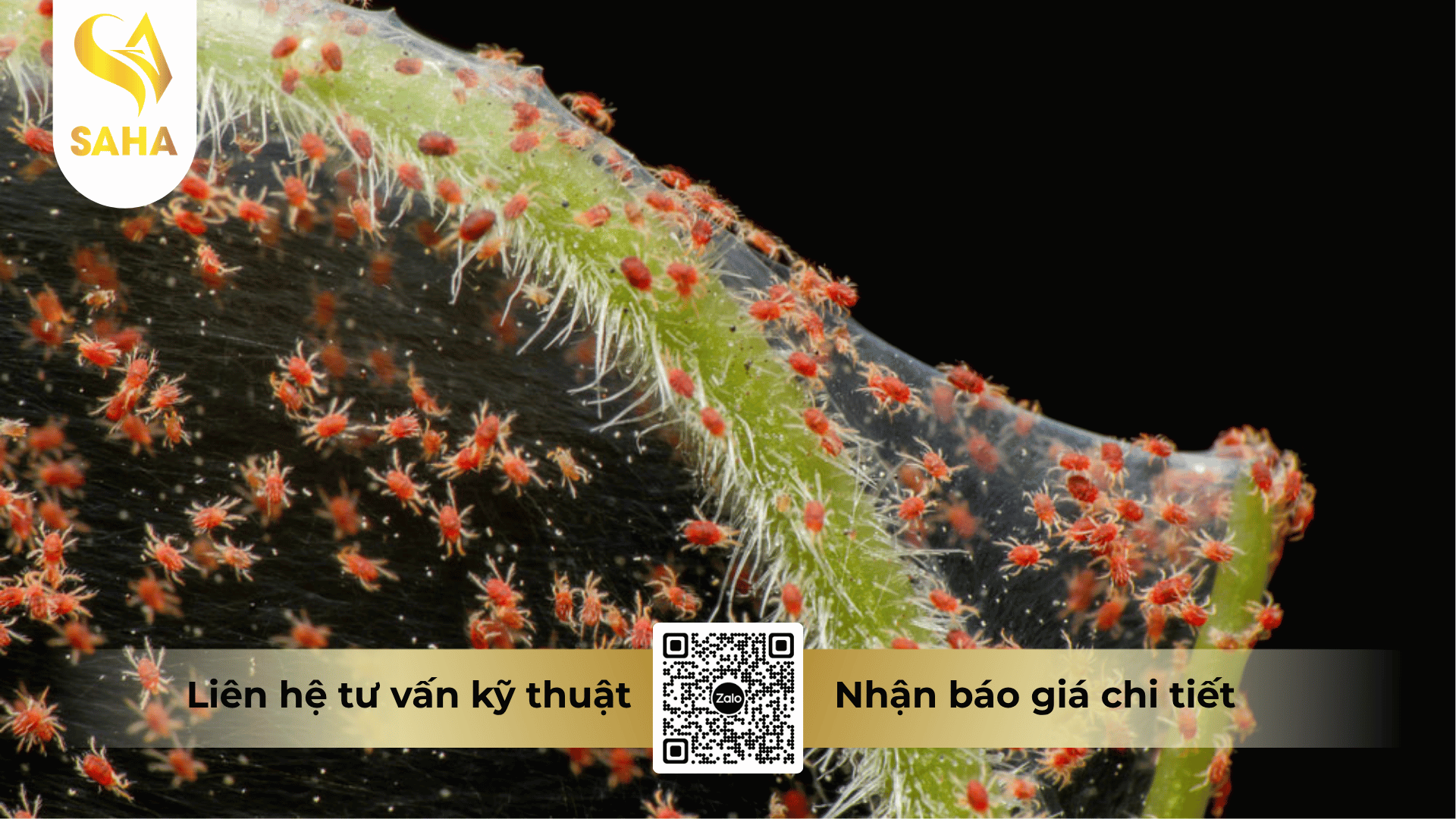thong-tin-chung-thuoc-tru-sau-bacca-80wg.png