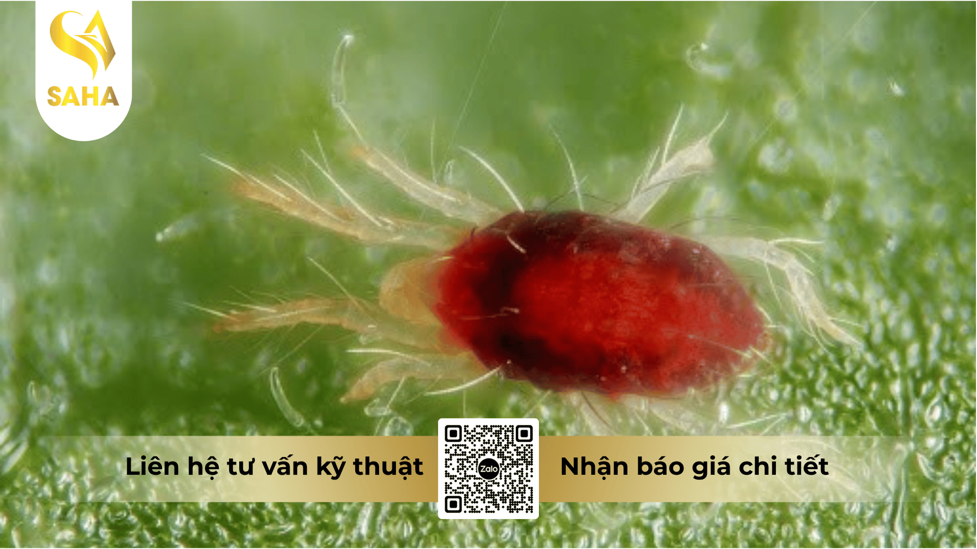 cong-dung-thuoc-tru-sau-bacca-80wg.png