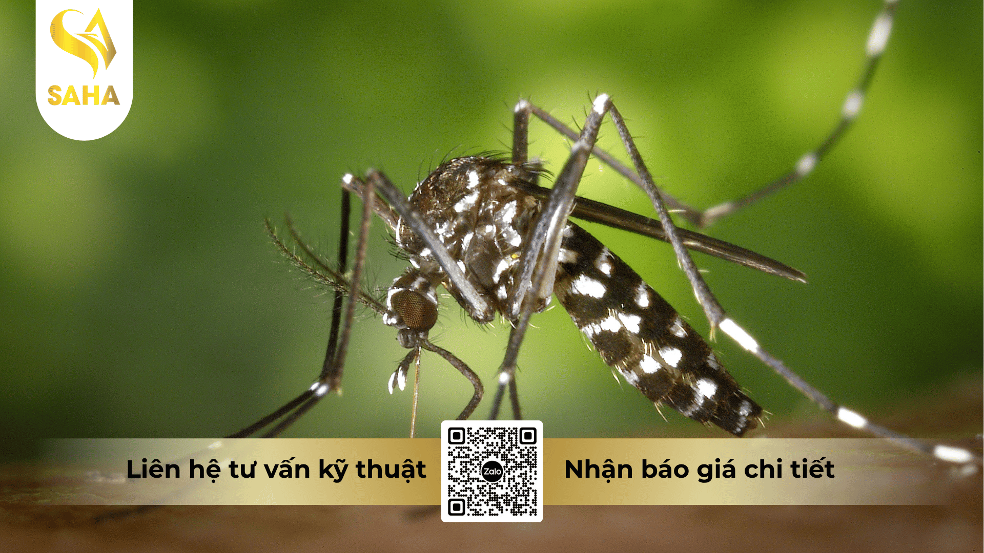 thong-tin-chung-che-pham-bach-ho-360sc.png