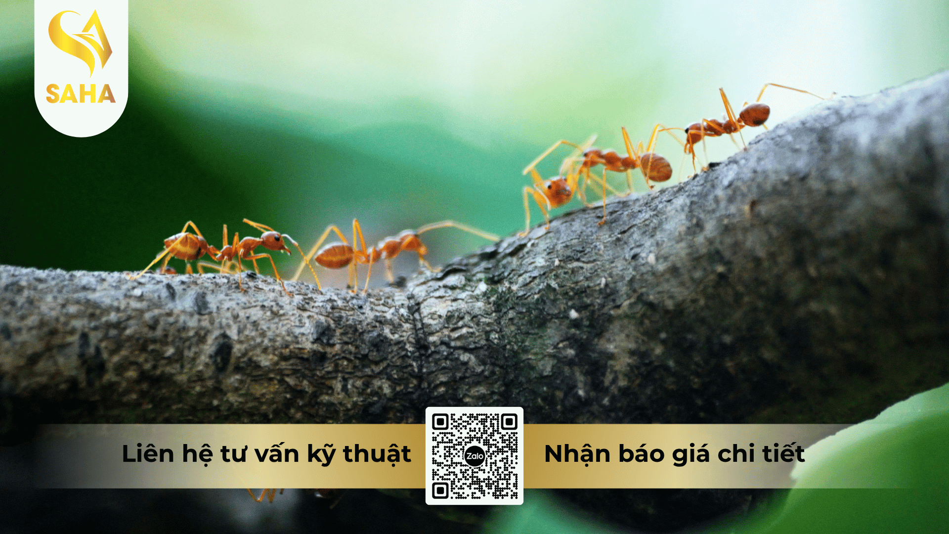 cong-dung-che-pham-bach-ho-360sc.png