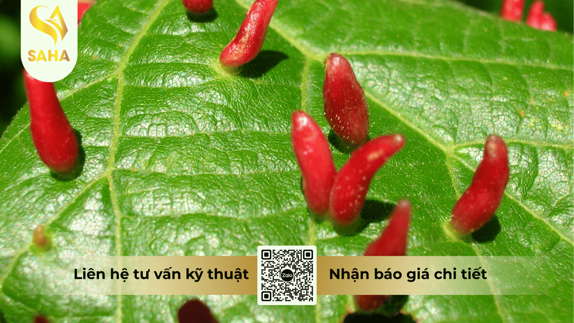 thong-tin-chung-thuoc-tru-sau-bach-tuong-64ec.png