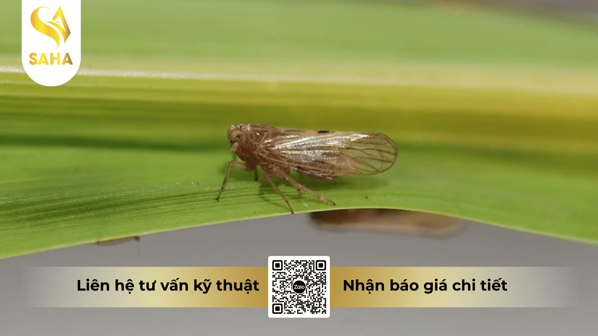 cong-dung-thuoc-tru-sau-bach-tuong-64ec.png
