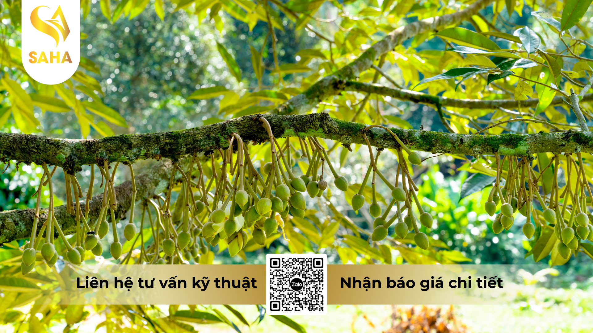 cau-hoi-thuong-gap-ve-phan-bon-la-halo-26-hieu-dau-trai-vuong-1l.png