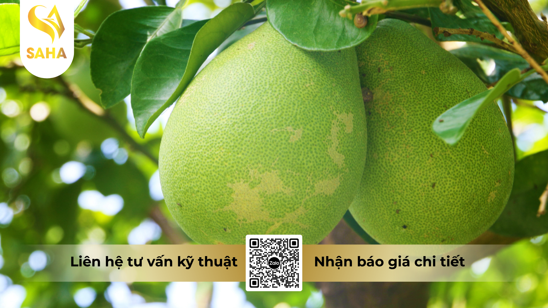 cong-dung-cua-phan-bon-la-halo-26-hieu-dau-trai-vuong-500ml.png