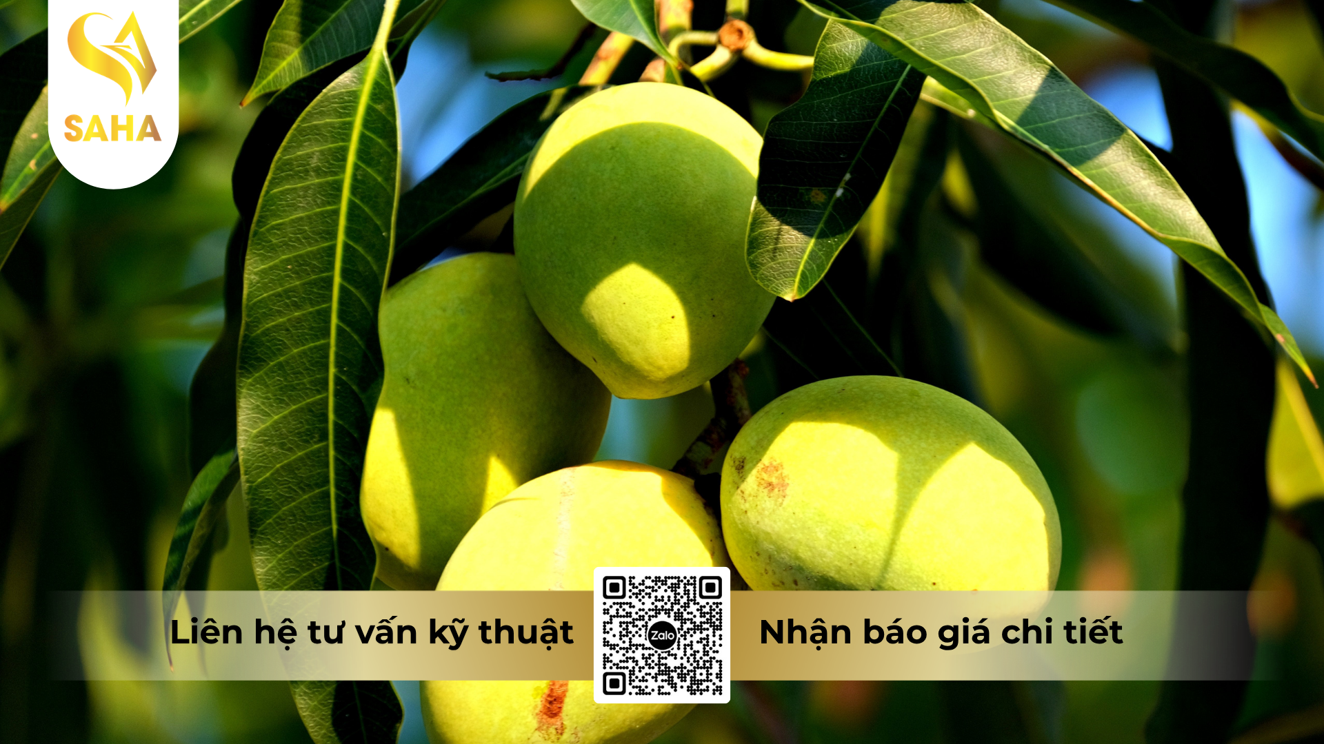 cau-hoi-thuong-gap-ve-phan-bon-la-halo-26-hieu-dau-trai-vuong-500ml.png