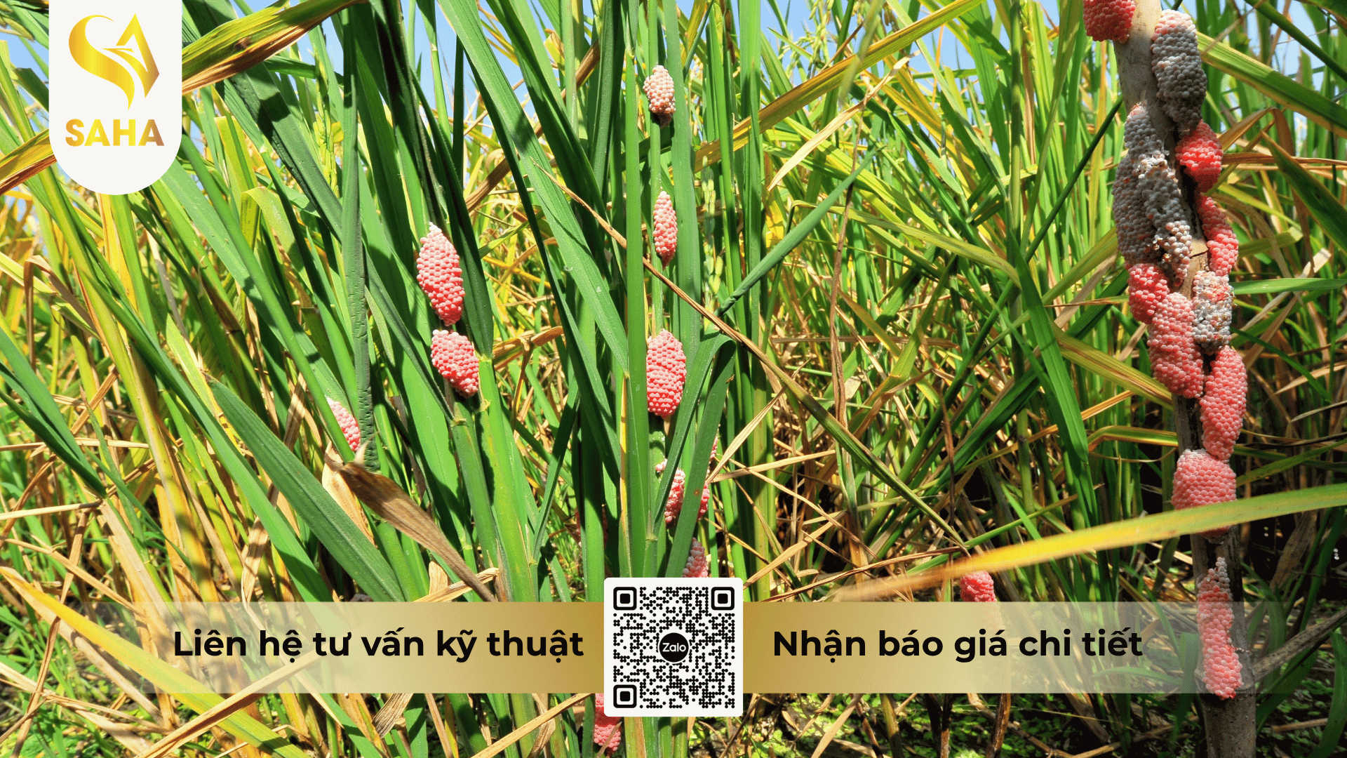 cong-dung-thuoc-tru-oc-bayermunich-duc-800wp.png