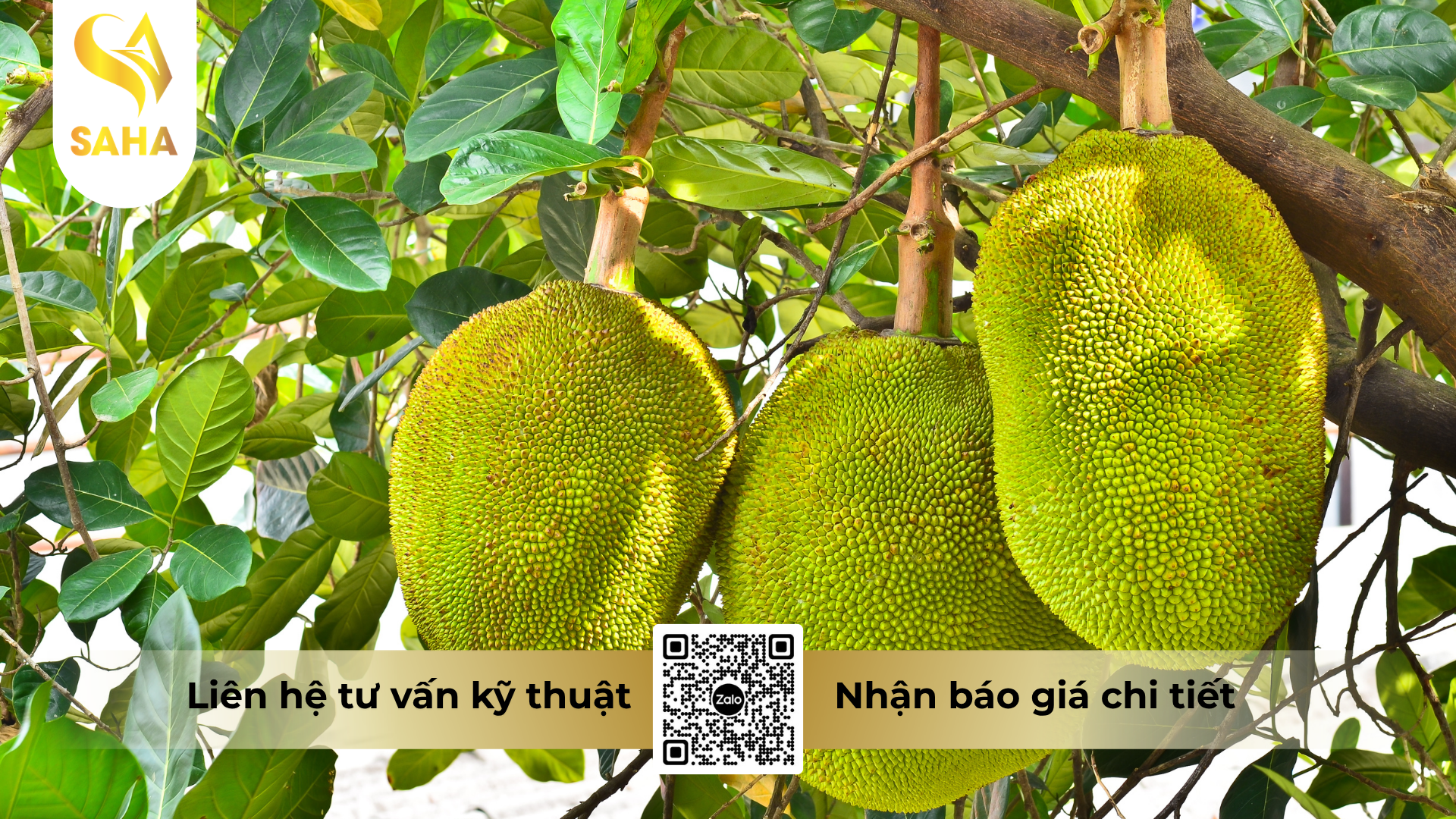 cau-hoi-thuong-gap-ve-phan-bon-la-hsc-npk-5-5-7-hieu-kali-silic-5-5-7.png