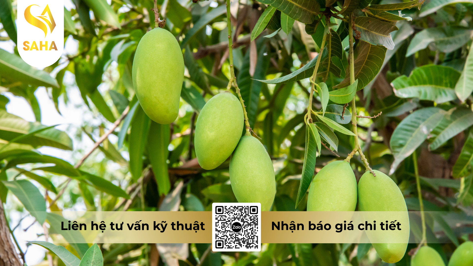 cong-dung-cua-phan-bon-la-hsc-npk-4-8-10-hieu-fruitmax-4-8-10.png