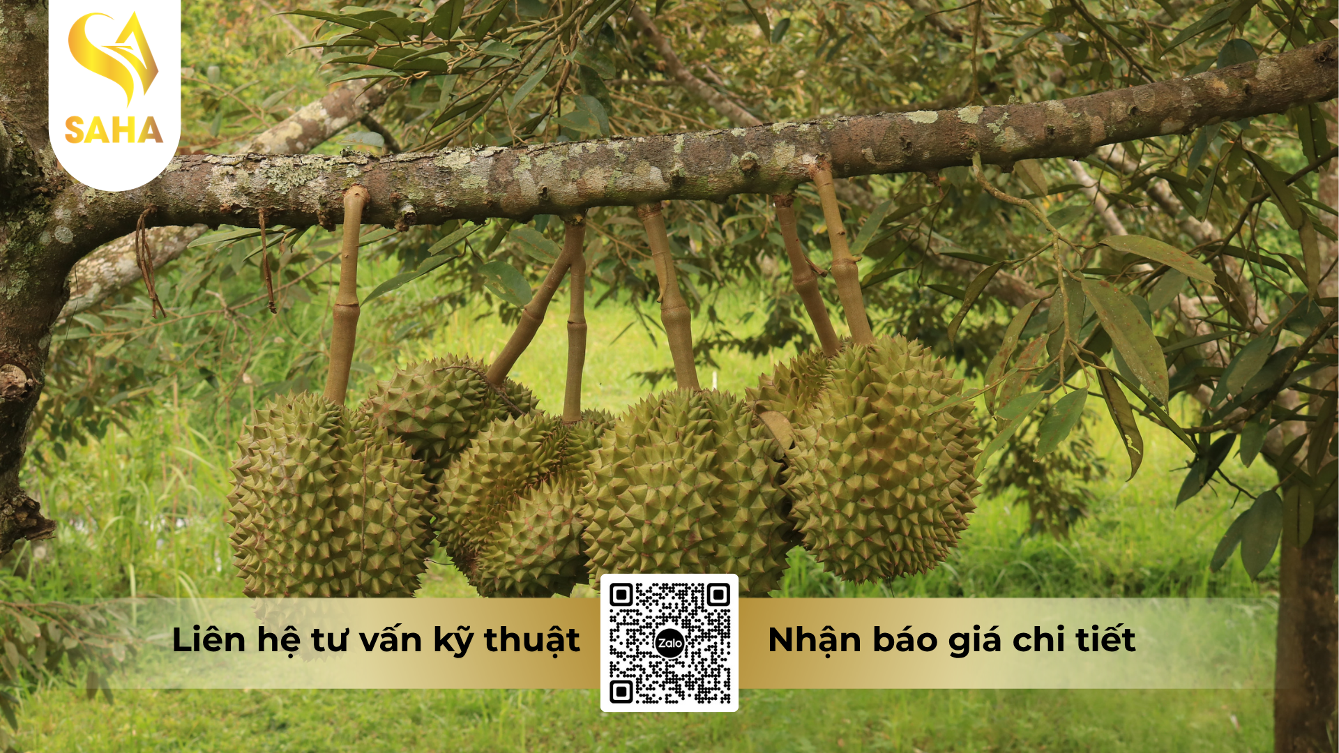 cau-hoi-thuong-gap-ve-phan-bon-la-dam-sinh-hoc-naturcal-aminaxton-24-fluid.png