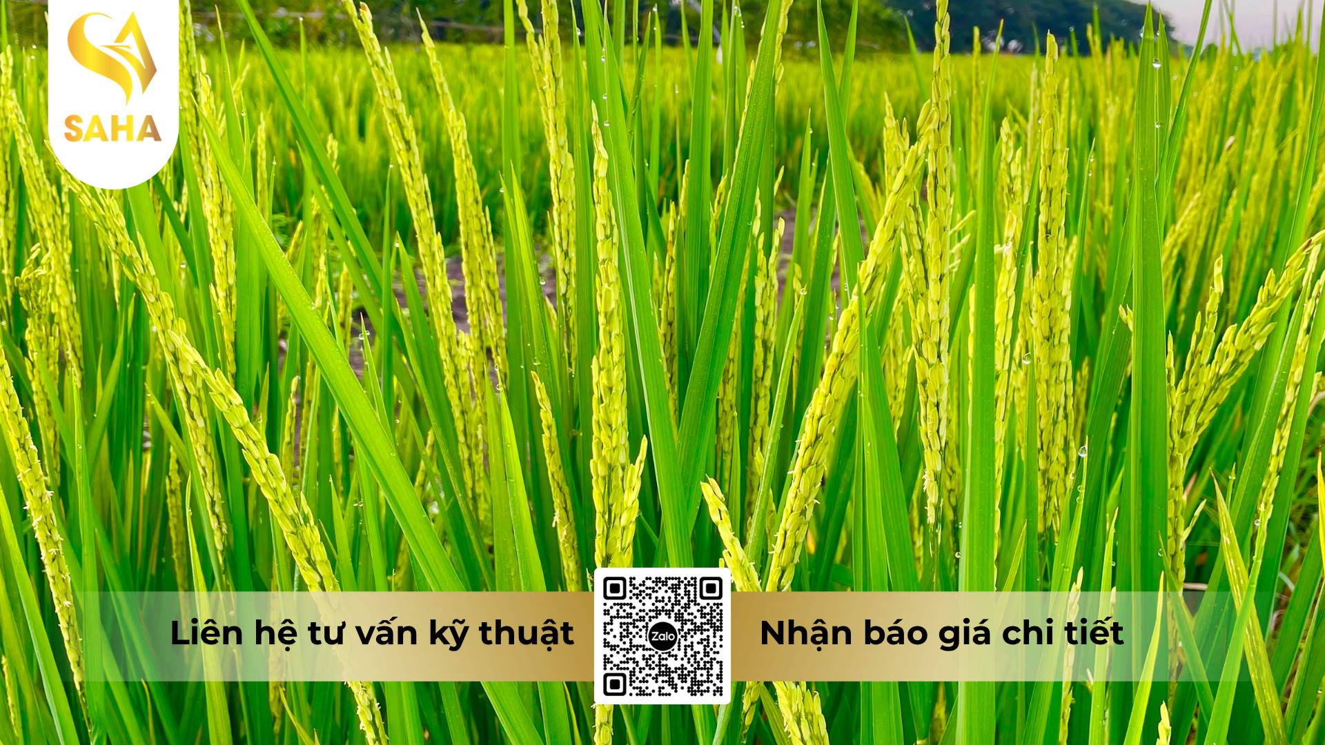 cau-hoi-thuong-gap-ve-phan-bon-la-omri-fish-amin-fish-uni-farm-hieu-f-amino-k-5l.png