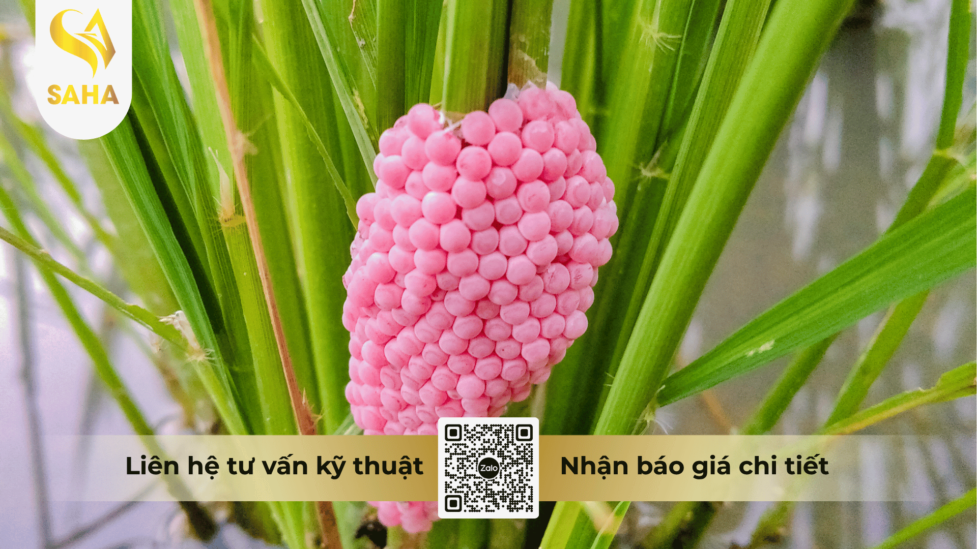 thong-tin-chung-thuoc-tru-oc-benride-250ec.png
