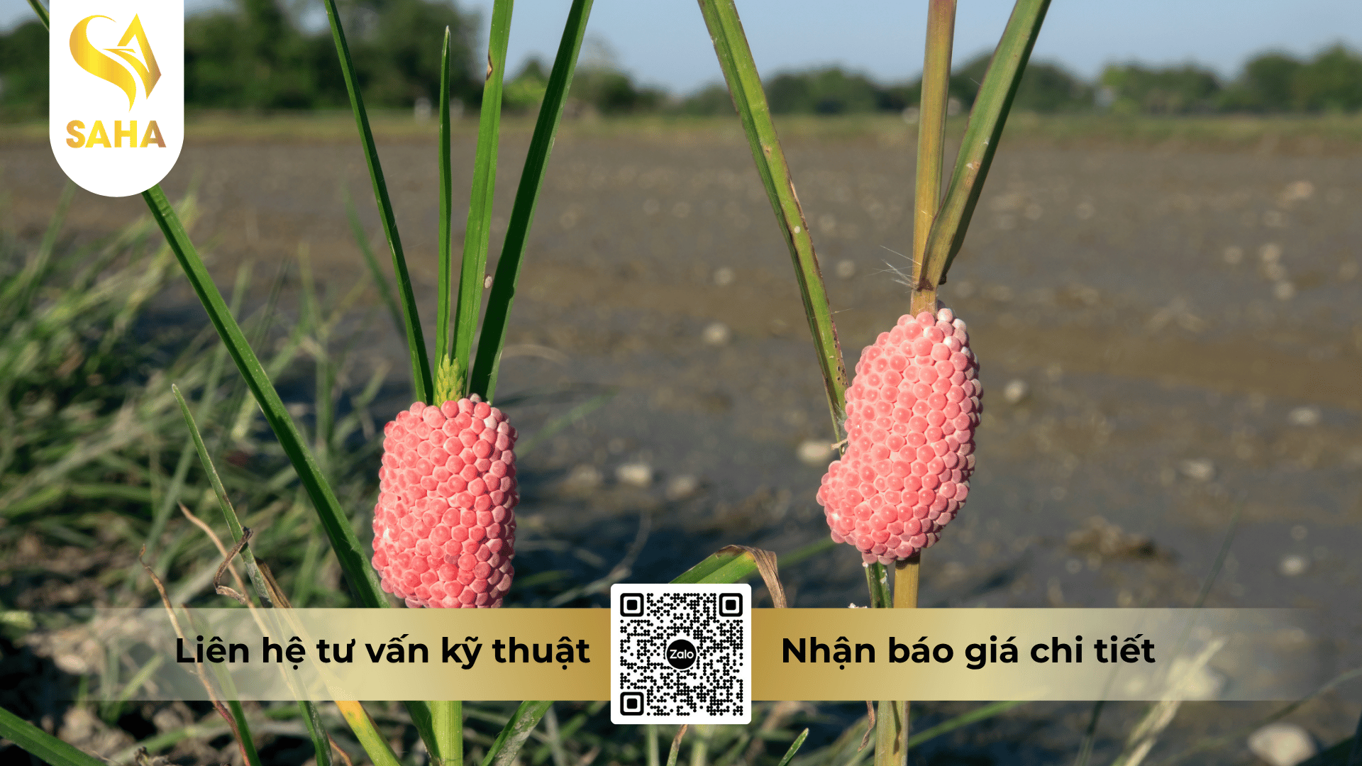 cong-dung-thuoc-tru-oc-benride-750wp.png