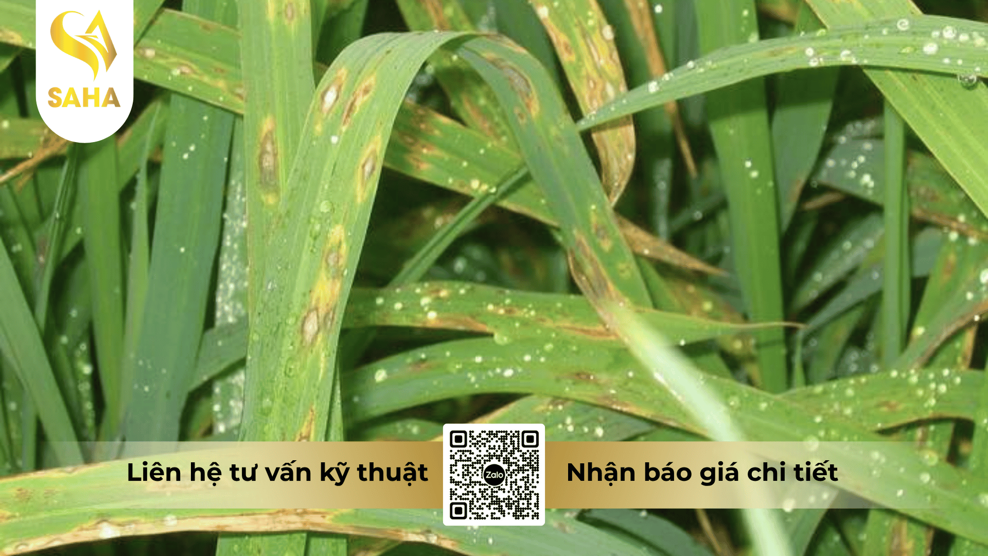 cong-dung-thuoc-tru-benh-bidizole-750-wp.png