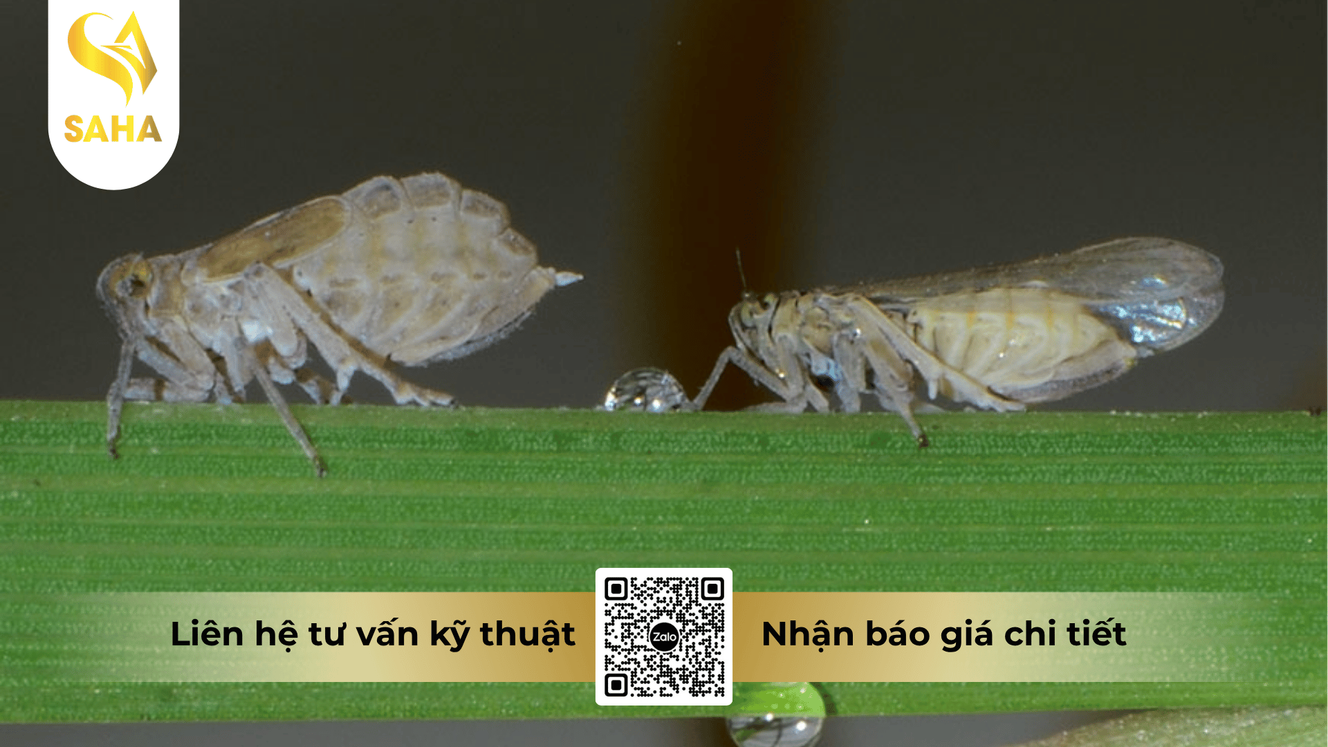 thong-tin-chung-thuoc-tru-sau-bigsun-300ec.png