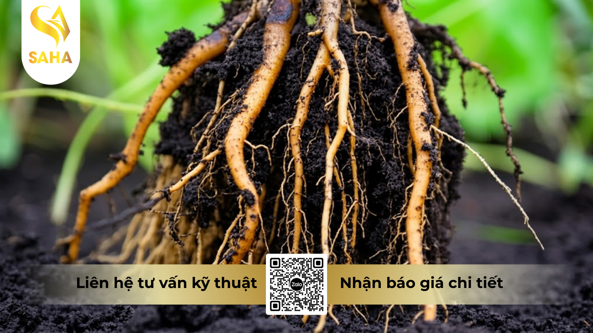 cau-hoi-thuong-gap-ve-phan-bon-ammonium-phosphate-12-61-0-korea.png