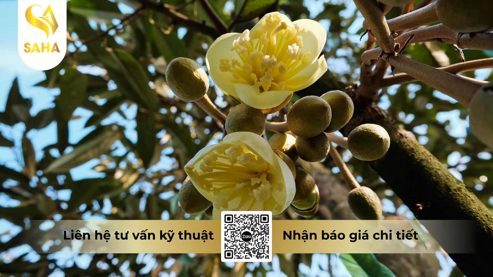 cong-dung-cua-phan-bon-la-hsc-nhieu-hoa-maxflower-6-22-8.png