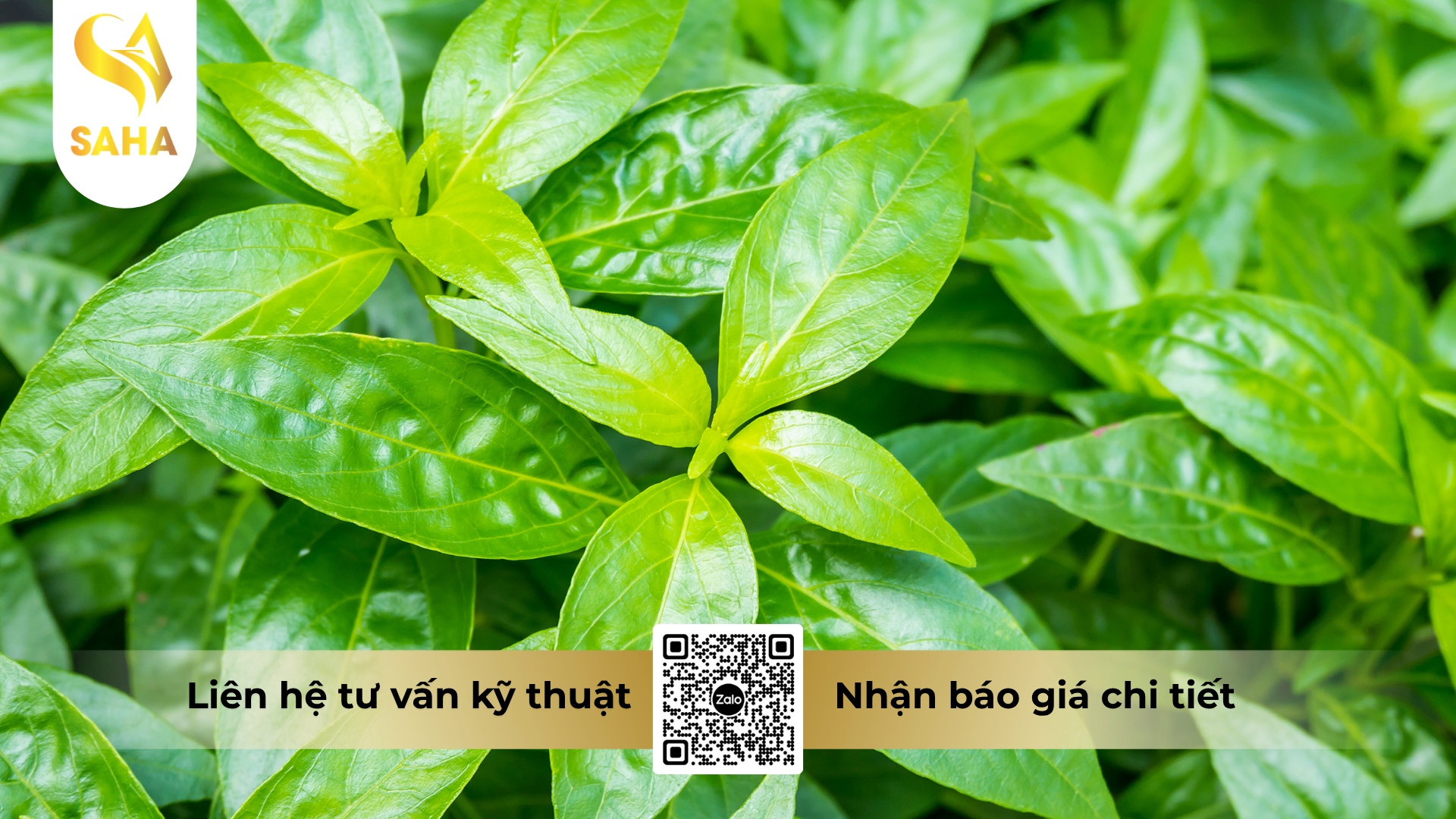cong-dung-cua-phan-bon-la-lan-86-ab-hieu-sieu-gia-la-kich-mam.png