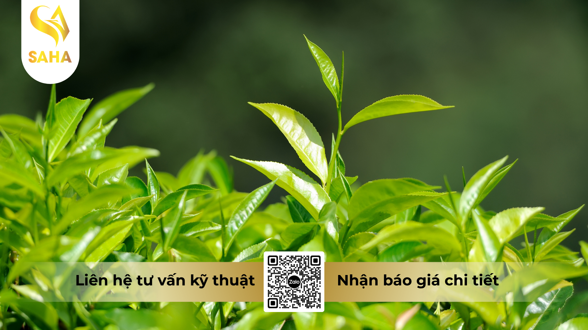 cau-hoi-thuong-gap-ve-phan-bon-la-lan-86-ab-hieu-sieu-gia-la-kich-mam.png