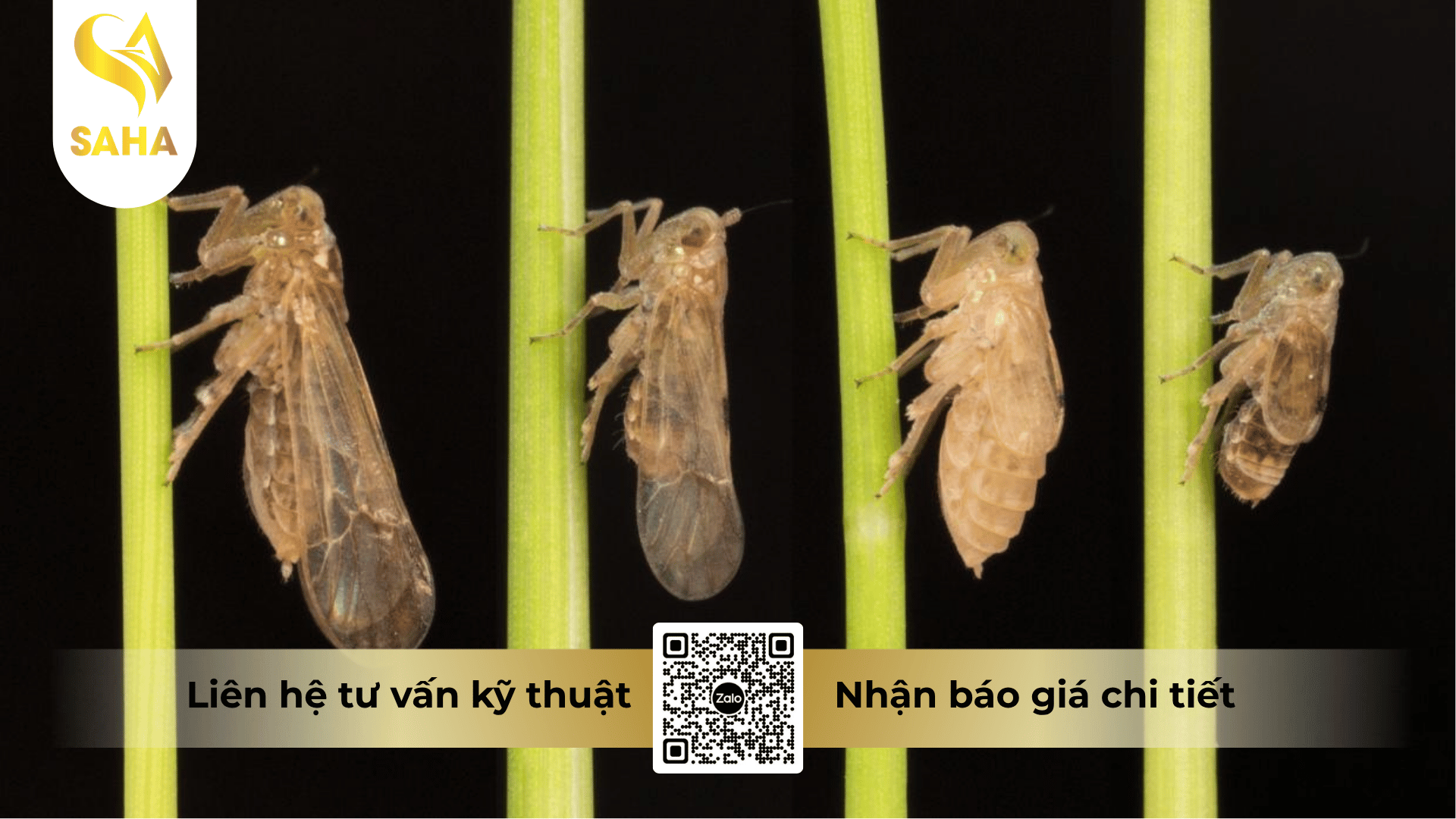 thong-tin-chung-thuoc-tru-sau-bigsun-600wp.png
