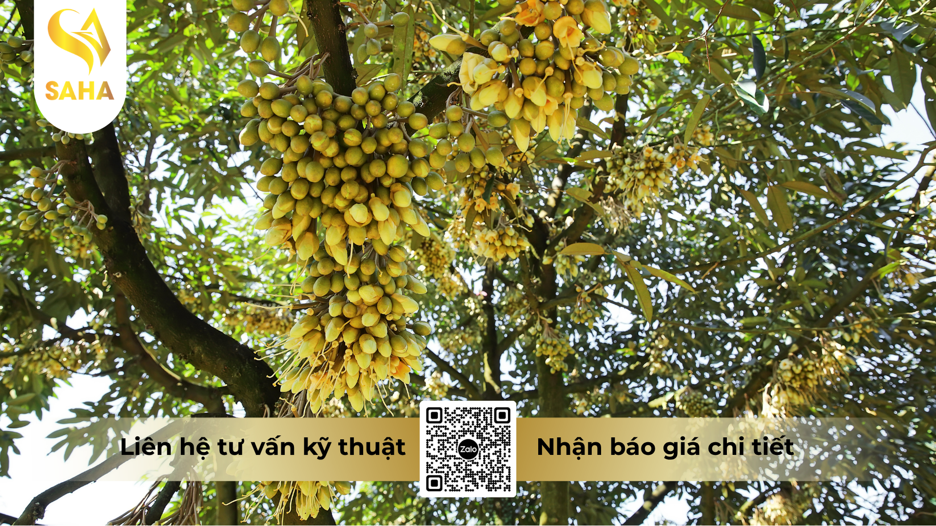 cong-dung-cua-phan-bon-haifa-mkp-0-52-34.png