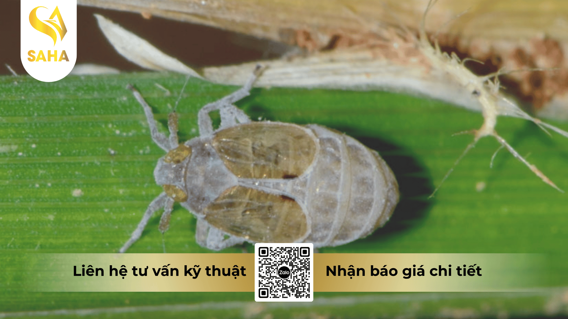cong-dung-thuoc-tru-sau-bigsun-600wp.png