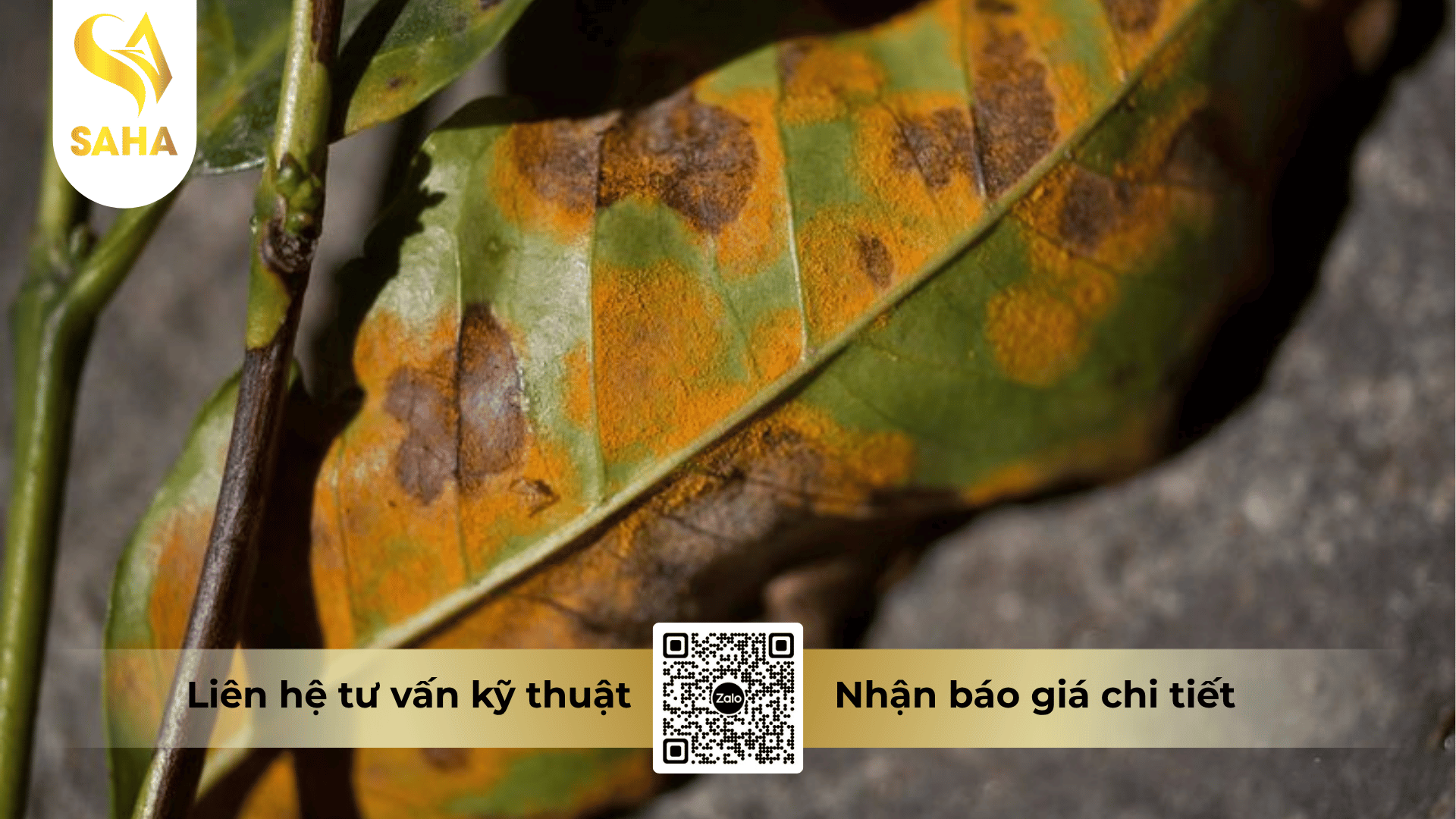 thong-tin-chung-thuoc-tru-benh-bigzeb-72wp.png