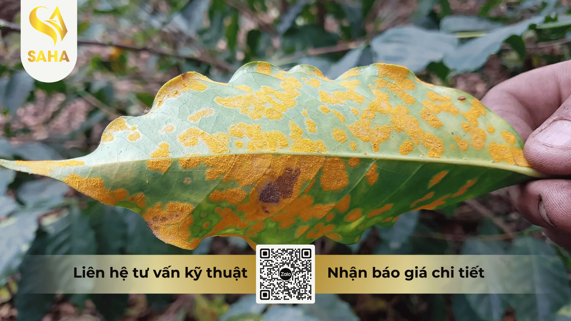 cong-dung-thuoc-tru-benh-bigzeb-72wp.png