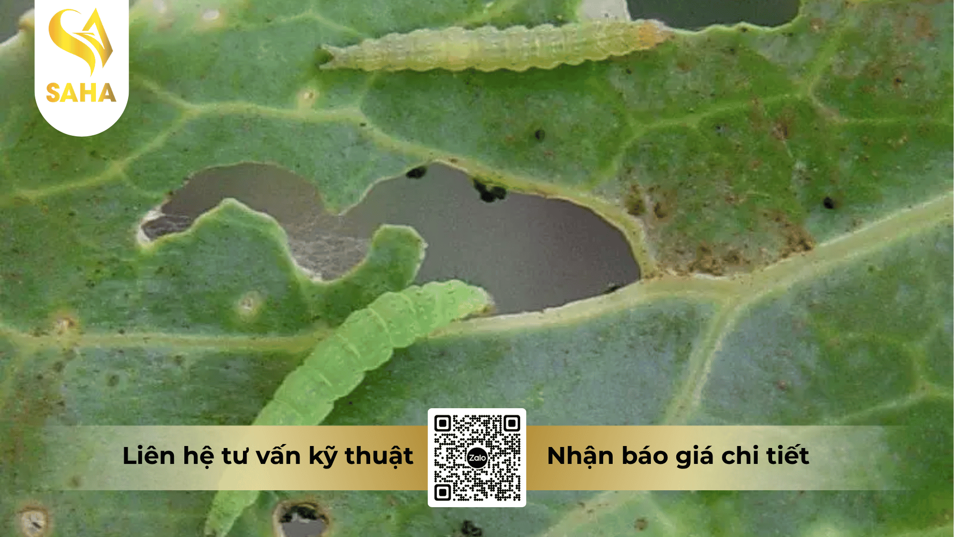 thong-tin-chung-thuoc-tru-sau-billaden-50ec.png