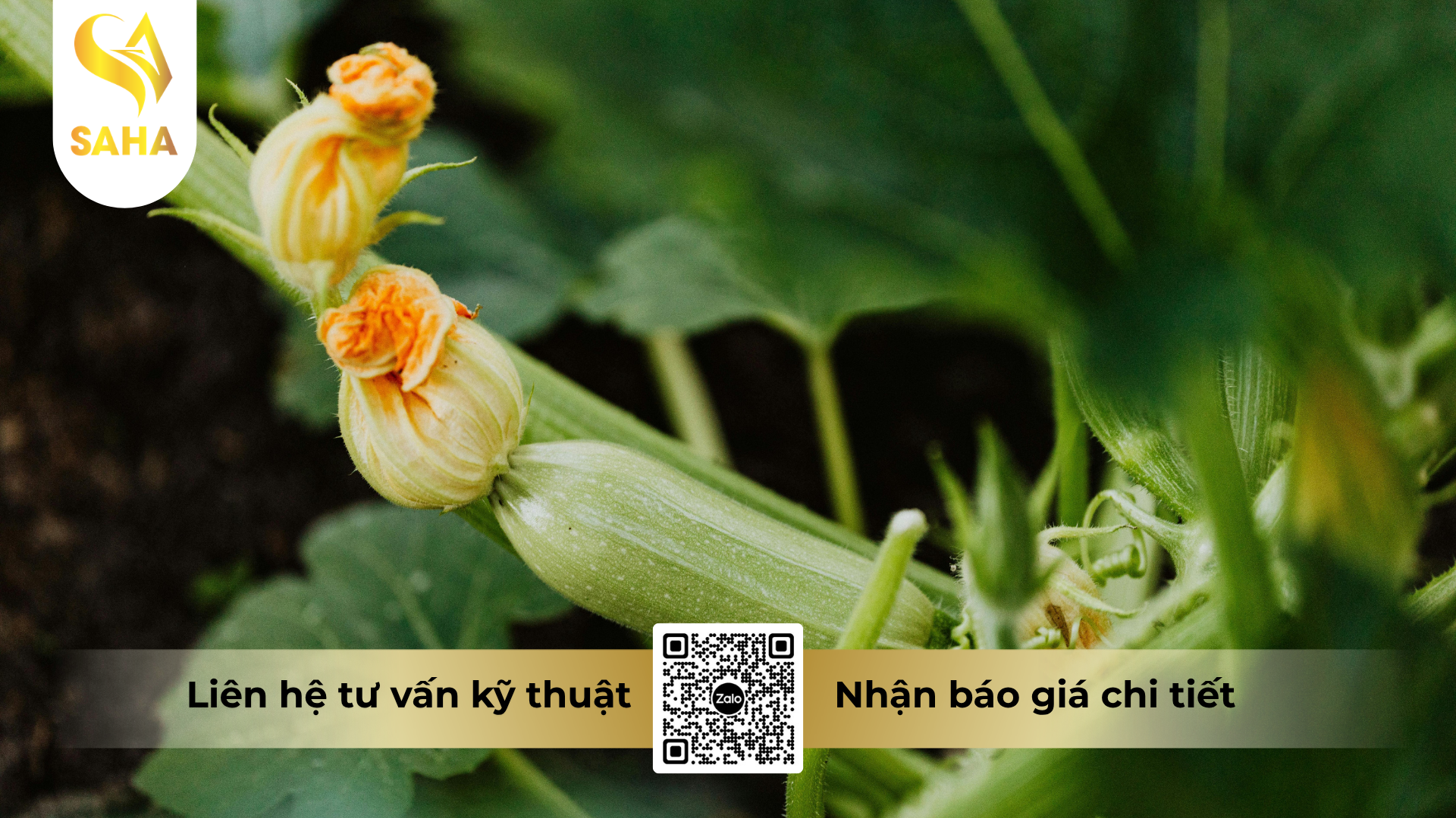 cong-dung-cua-phan-bon-la-nbc-p50-hieu-sieu-lan-kich-mam.png