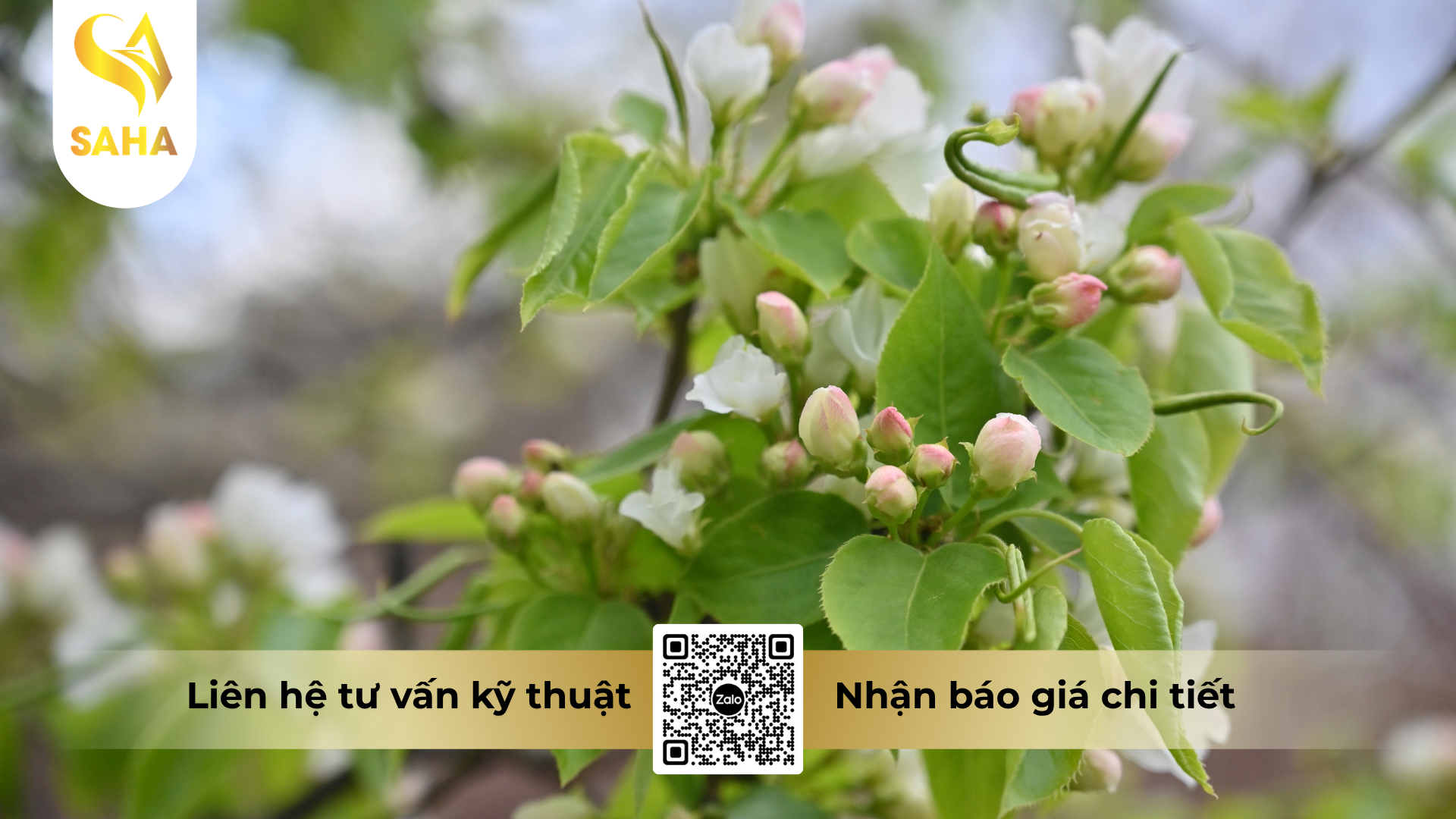 cau-hoi-thuong-gap-ve-phan-bon-la-nbc-p50-hieu-sieu-lan-kich-mam.png