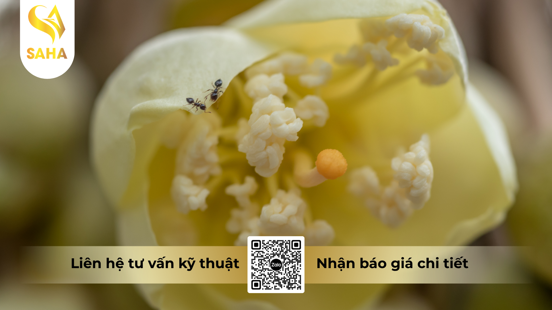 cau-hoi-thuong-gap-ve-phan-bon-la-npk-10-55-10-kn-hieu-f-sop-te.png