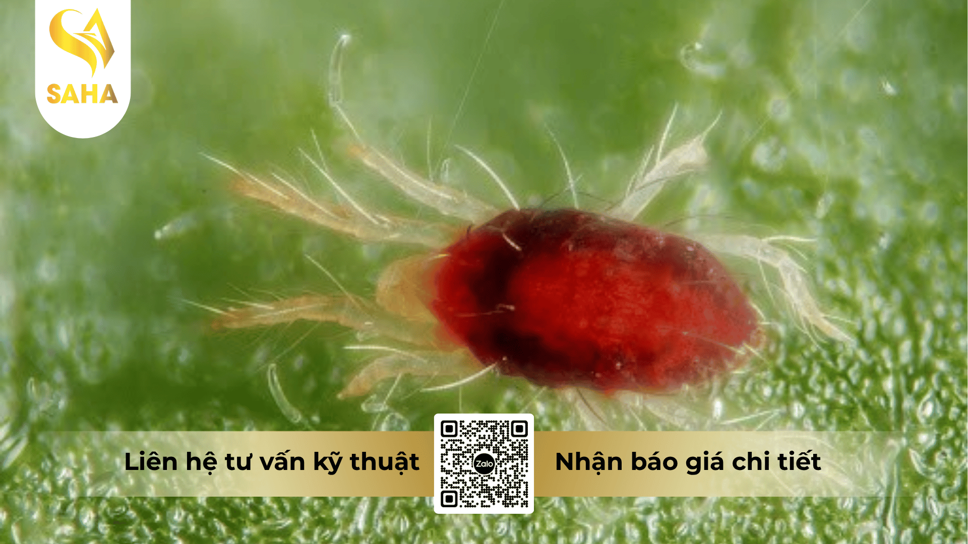 thong-tin-chung-thuoc-tru-sau-billaden-50wg.png