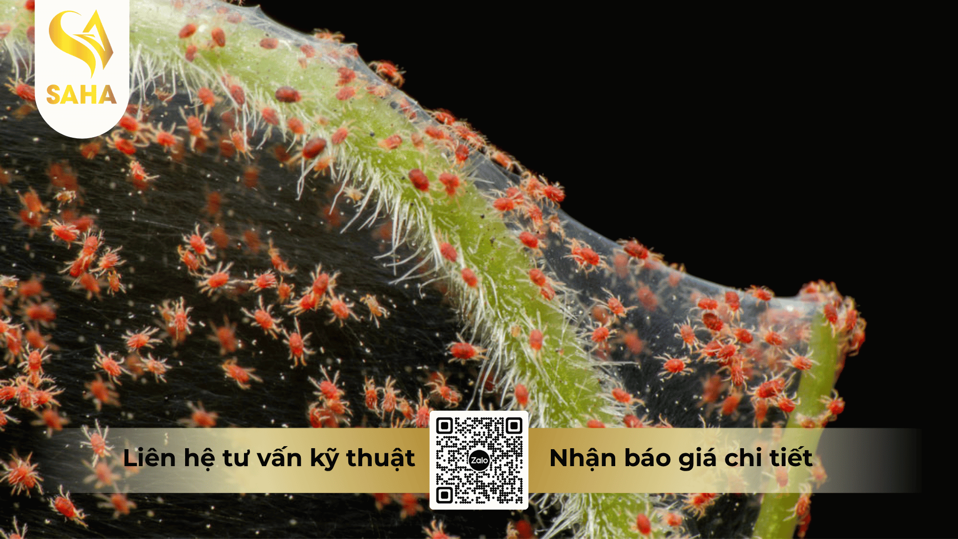 cong-dung-thuoc-tru-sau-billaden-50wg.png