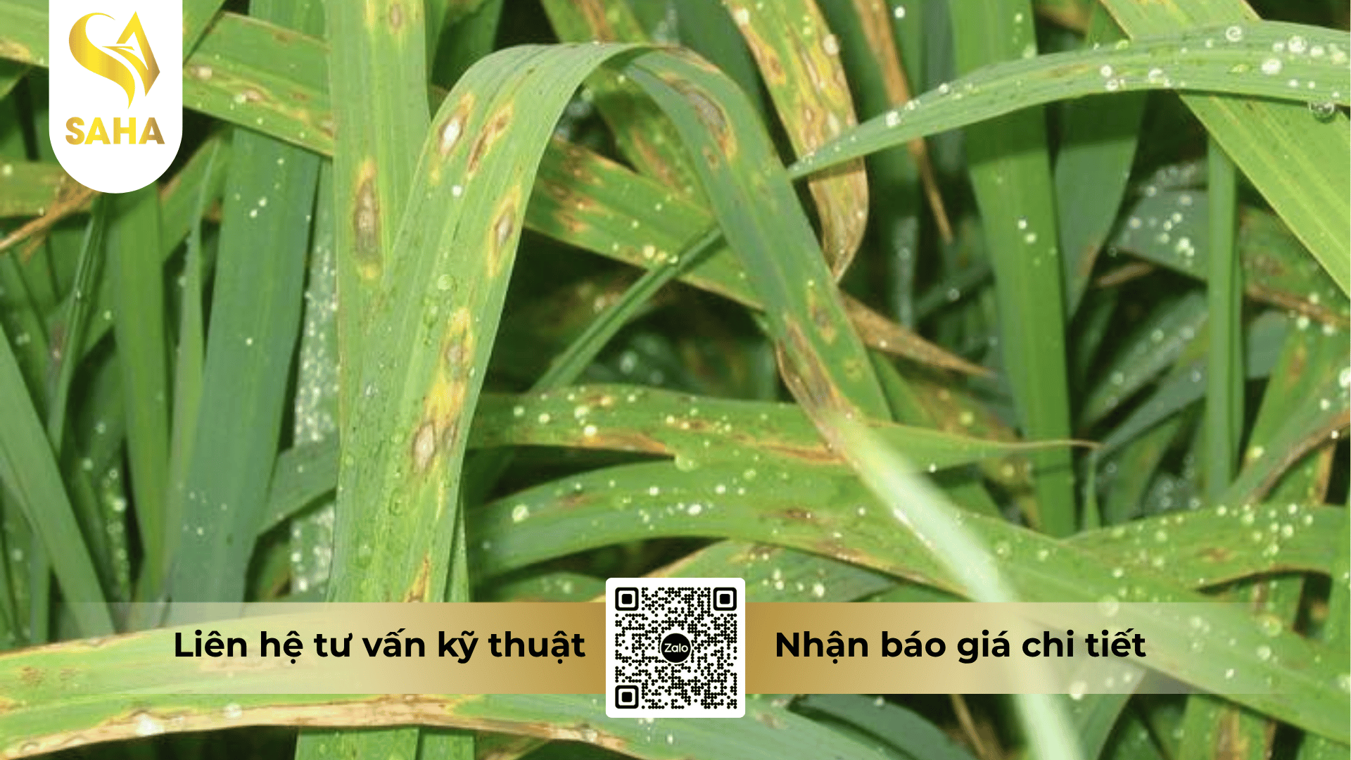 thong-tin-chung-thuoc-tru-benh-bim-annong-75wg.png