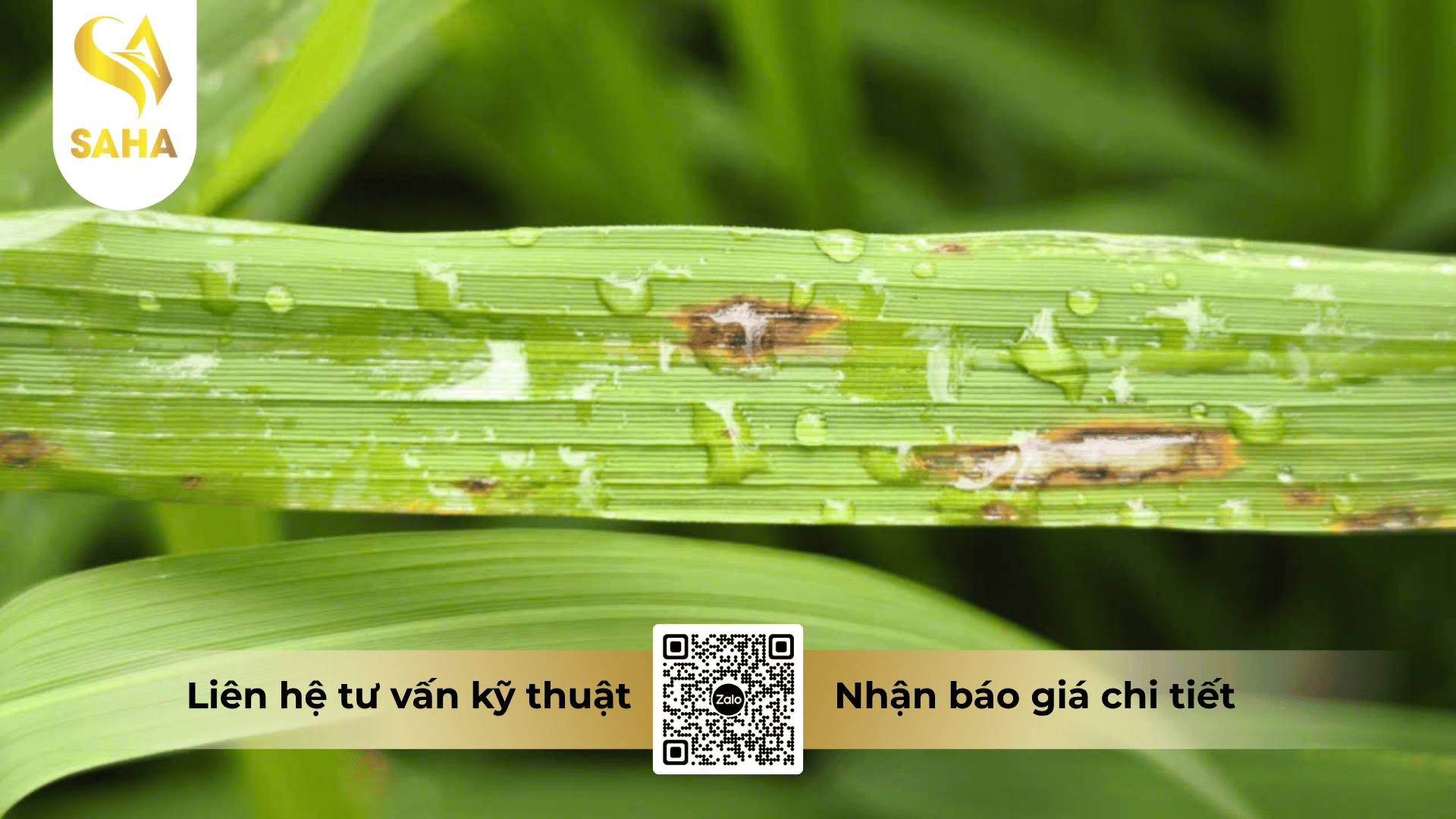 cong-dung-thuoc-tru-benh-bim-annong-75wg.png