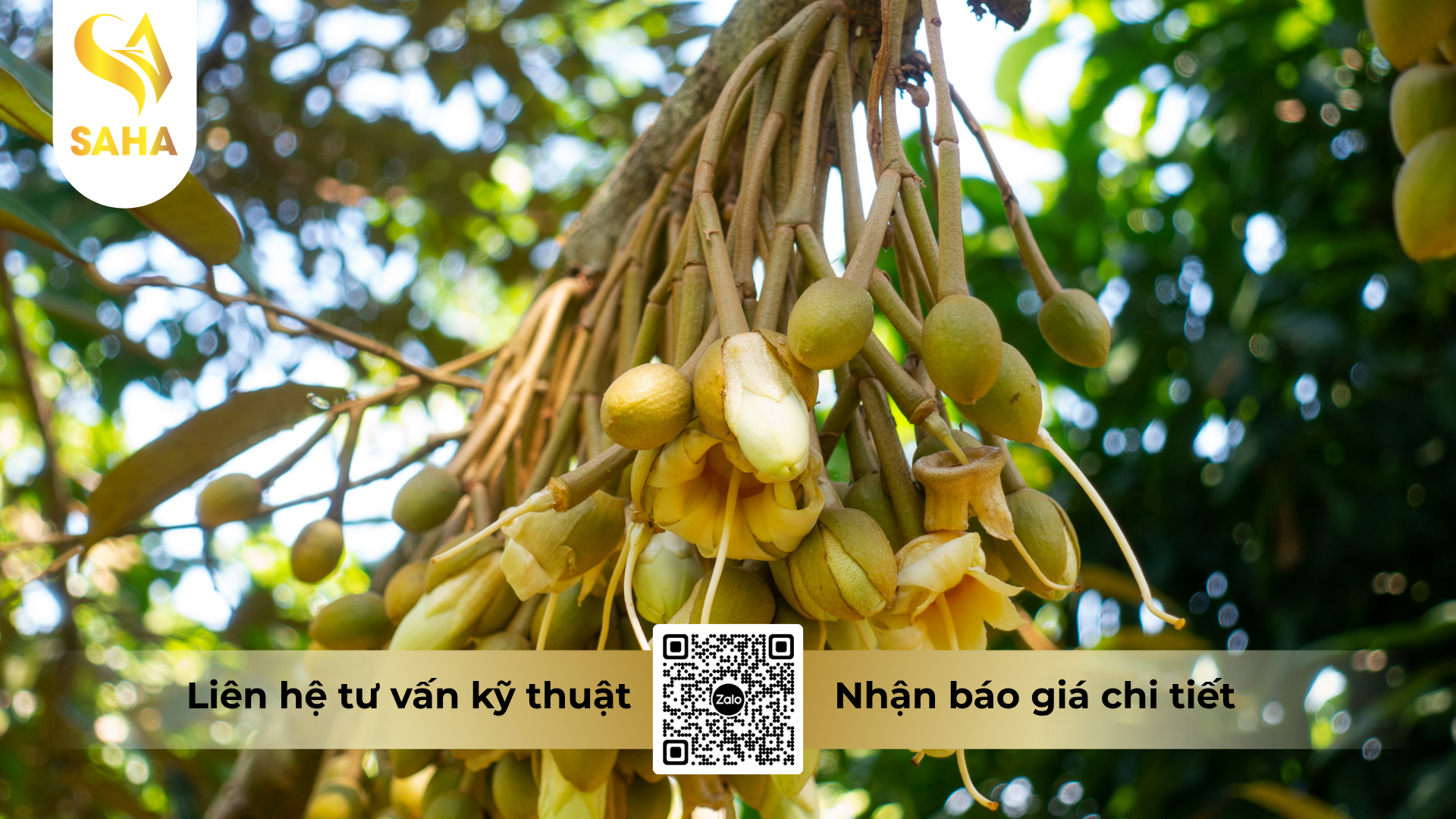 cau-hoi-thuong-gap-ve-phan-bon-la-npk-10-60-10-ab-hieu-hp-10-60-10-te.png