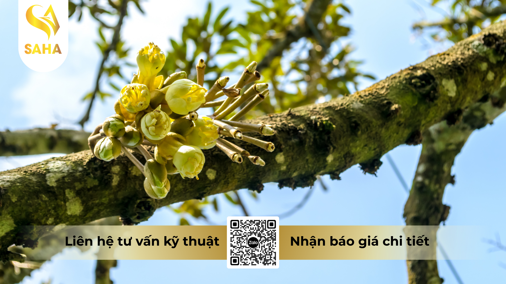 cong-dung-cua-phan-bon-la-npk-10-60-10-ab-hieu-hp-10-60-10-te.png