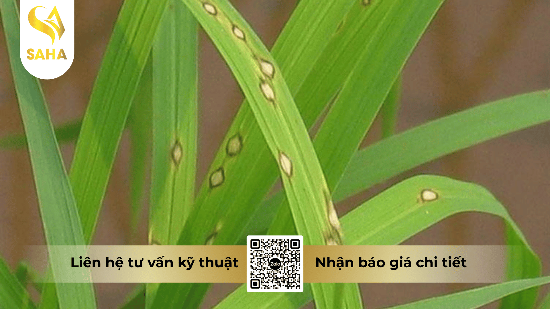 cong-dung-thuoc-tru-benh-bimplus-800wp.png
