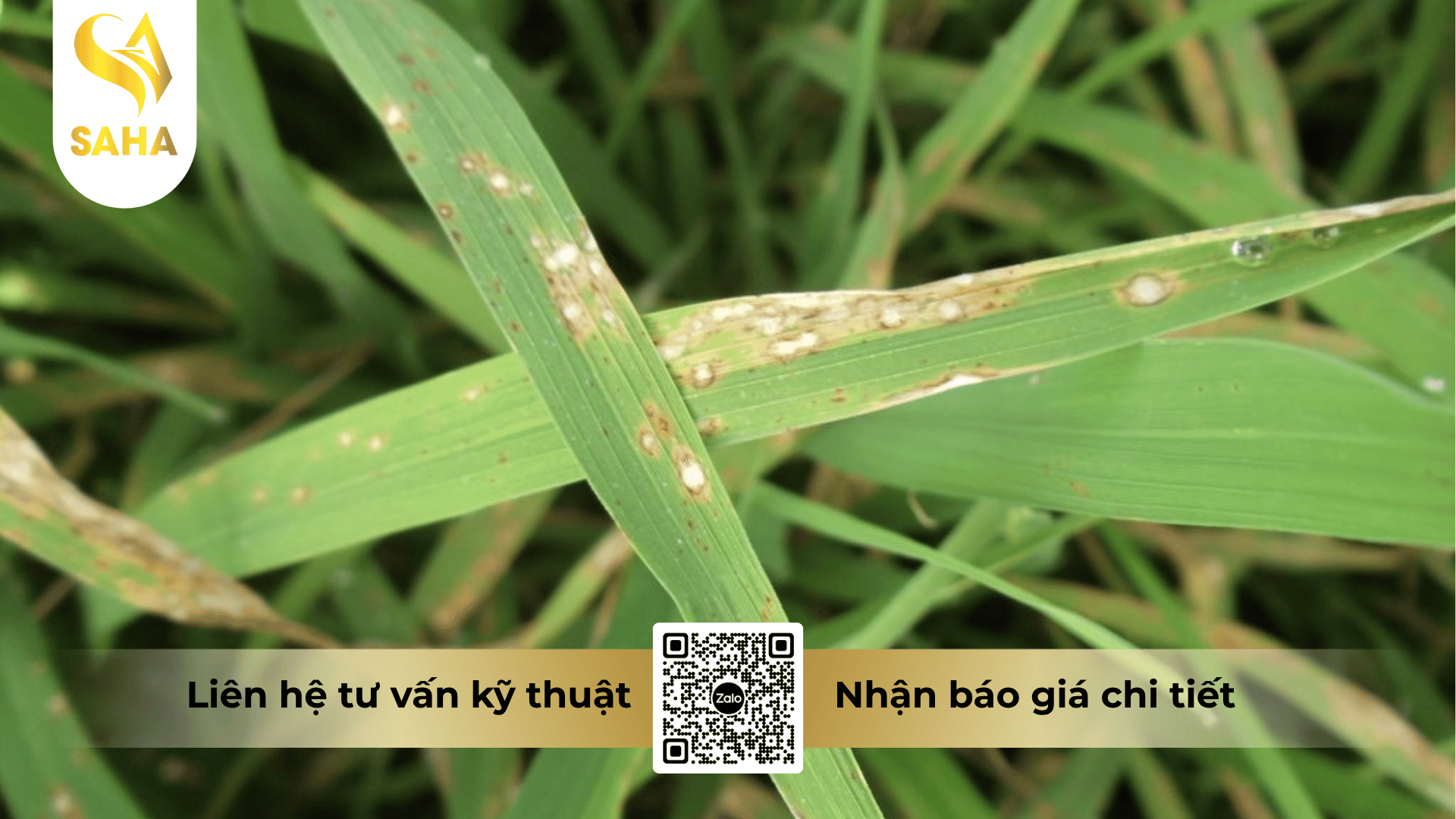 thong-tin-chung-thuoc-tru-benh-bimsuper-855wp.png