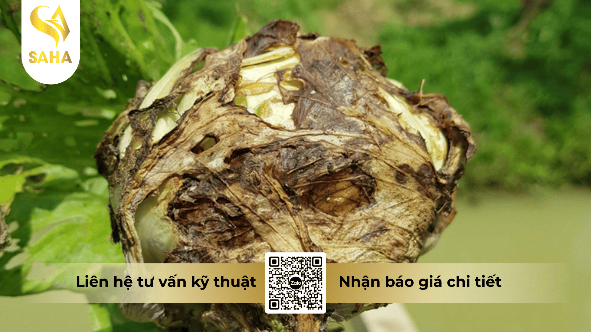thong-tin-chung-thuoc-tru-benh-biobus-1-00wp.png