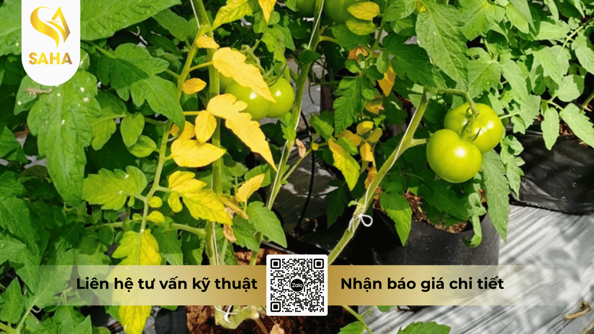 cong-dung-thuoc-tru-benh-biobus-1-00wp.png