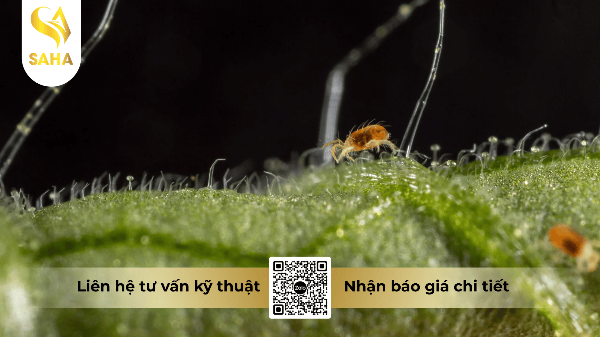cong-dung-thuoc-tru-sau-bipimai-150ec.png