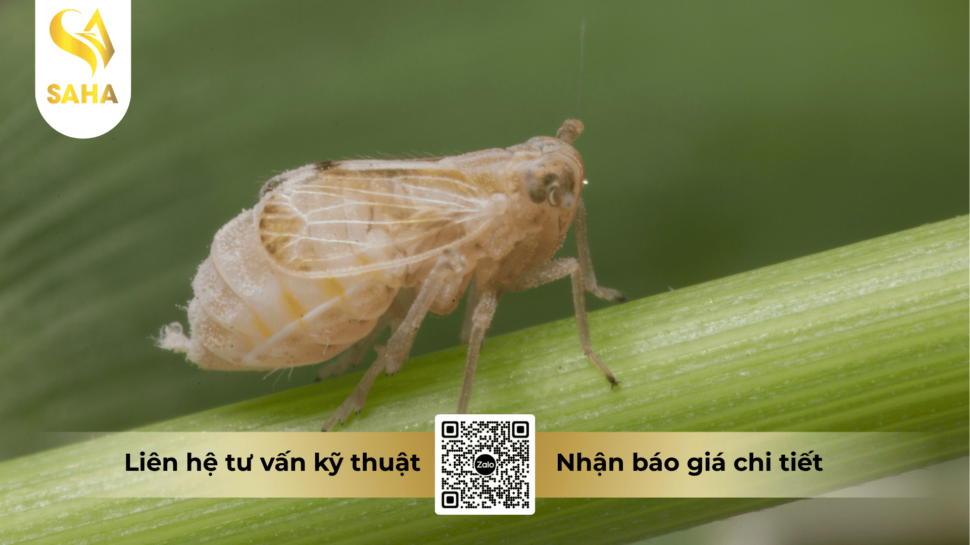 thong-tin-chung-thuoc-tru-sau-bisector-500ec.png