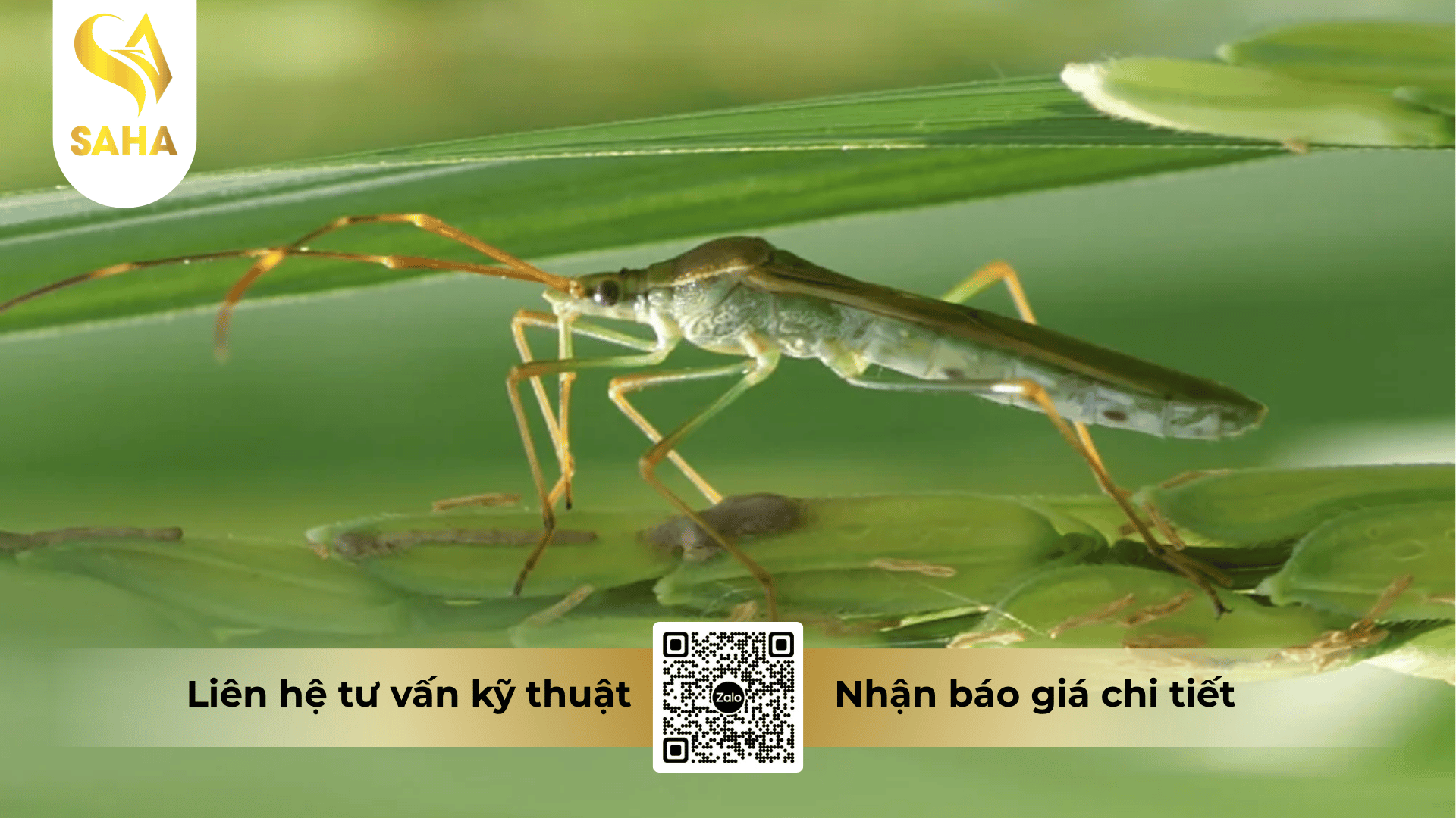 thong-tin-chung-thuoc-tru-sau-bless-500wp.png