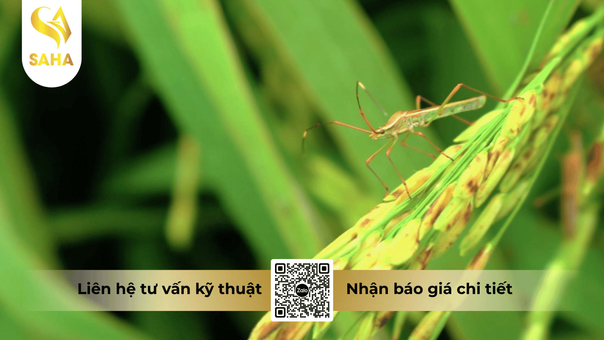cong-dung-thuoc-tru-sau-bless-500wp.png