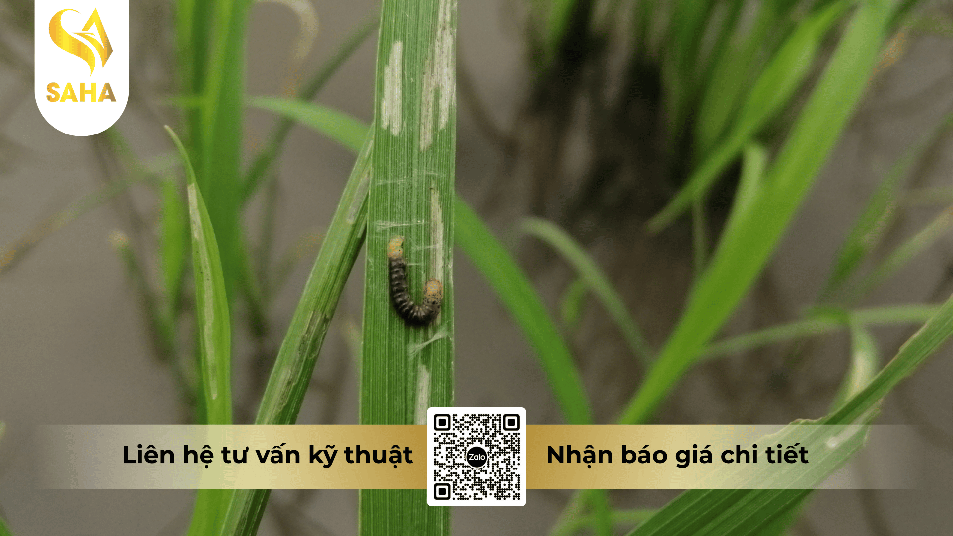 thong-tin-chung-thuoc-tru-sau-bnongduyen-4-0ec.png