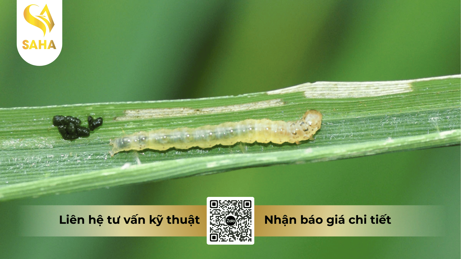 thong-tin-chung-thuoc-tru-sau-boema-50ec.png