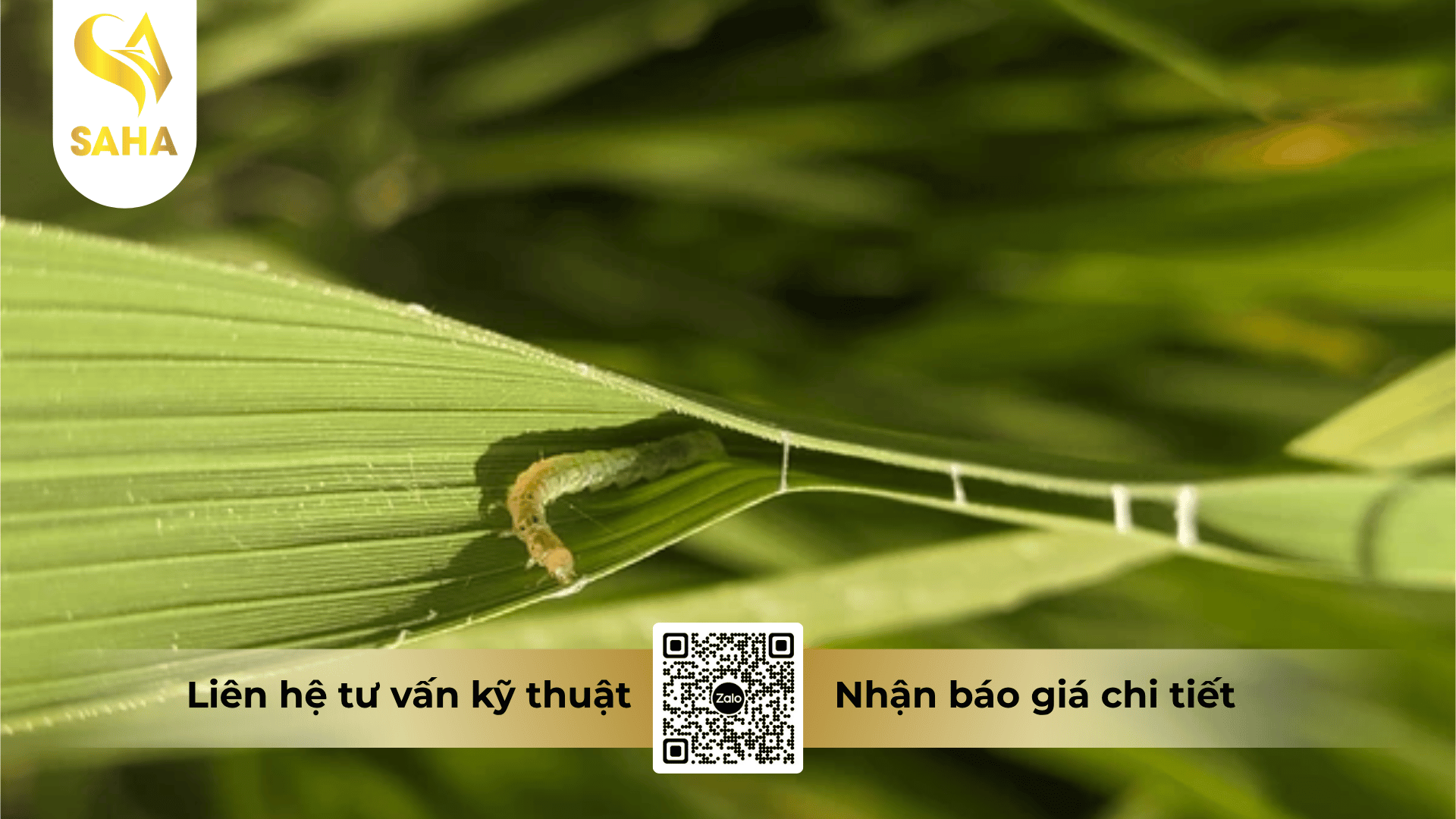 thong-tin-chung-thuoc-tru-sau-boema-50wg.png