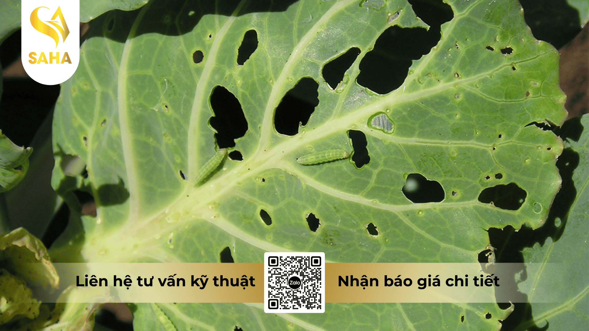 cong-dung-thuoc-tru-sau-boema-50wg.png
