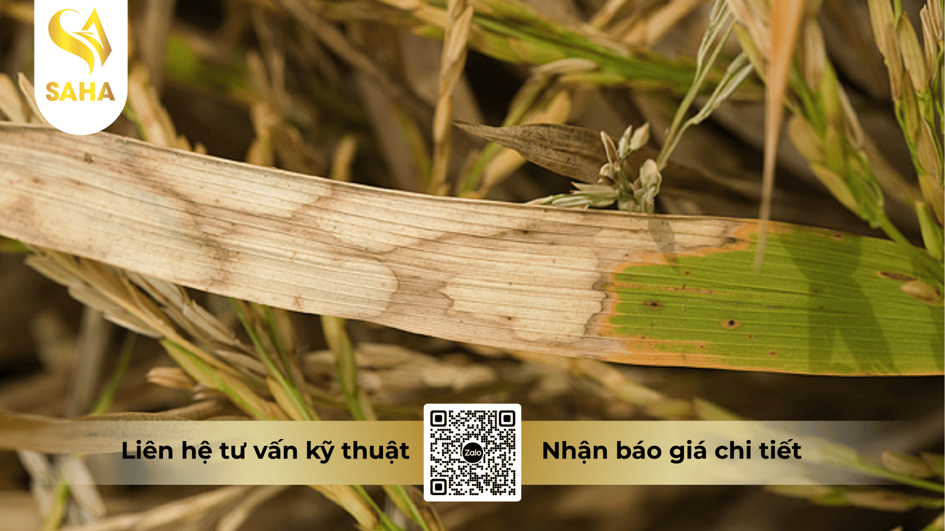 thong-tin-chung-thuoc-tru-benh-bretil-super-300ec.png